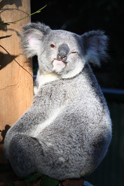 Koala_15.JPG