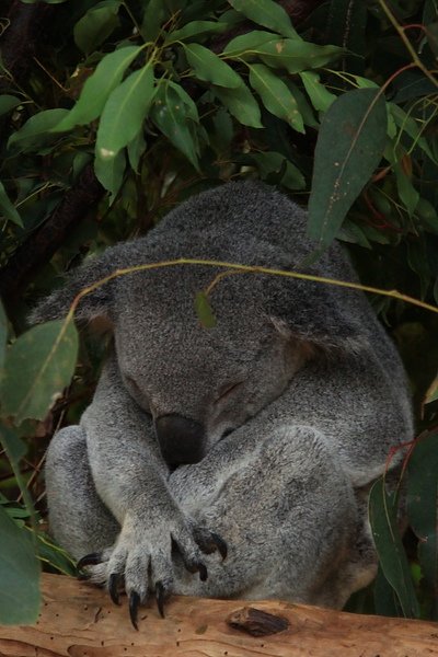 Koala_25.JPG