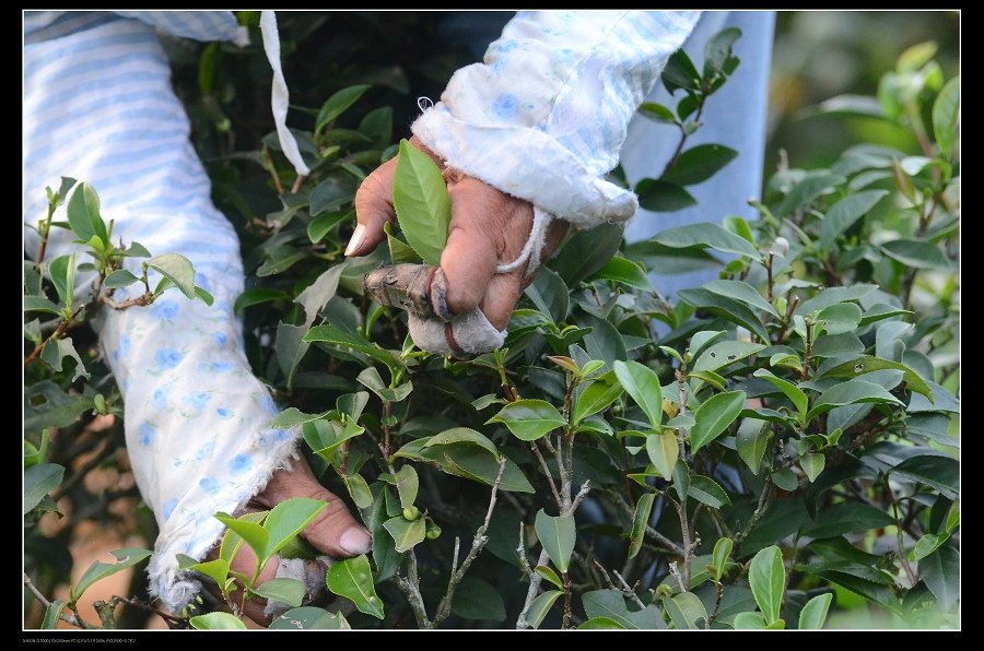 採茶1.jpg