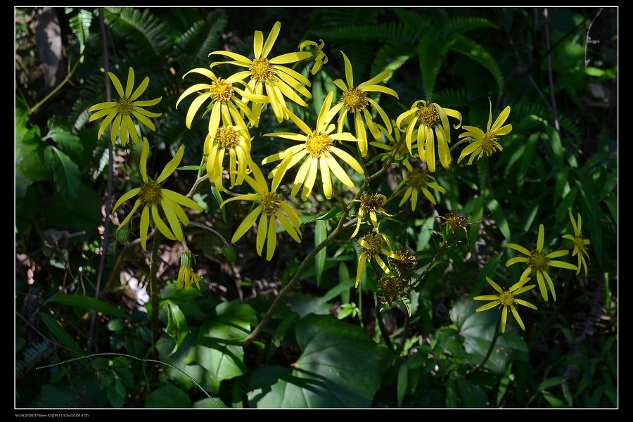 3台灣山菊.jpg