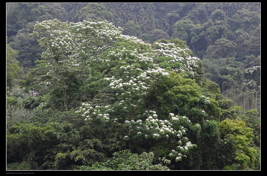 油桐花.jpg