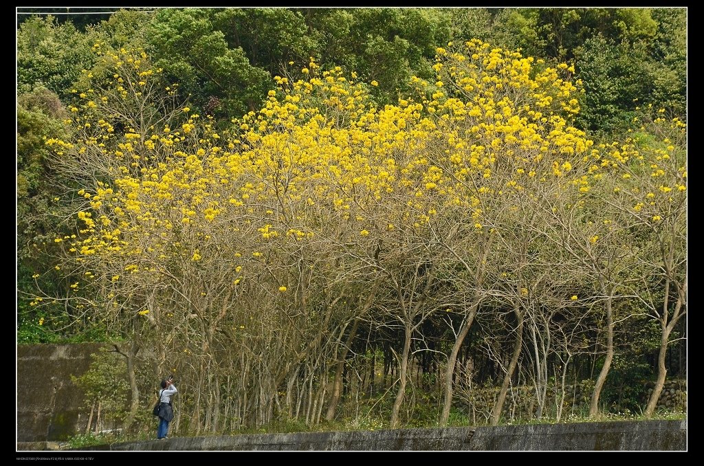 黃花風鈴木9.jpg