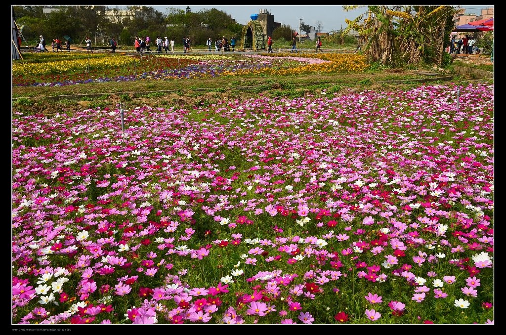 波斯菊花海.jpg