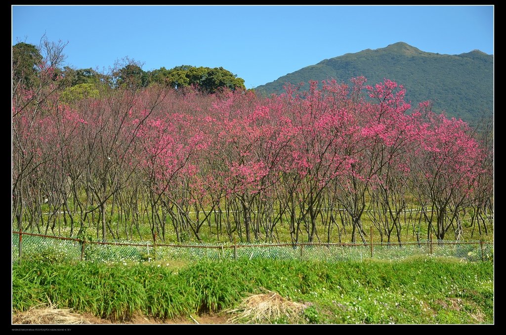 櫻花林.jpg