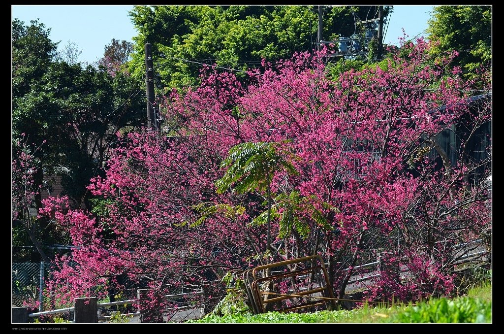 櫻花樹.jpg