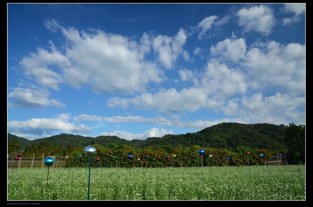 韭菜花田5.jpg