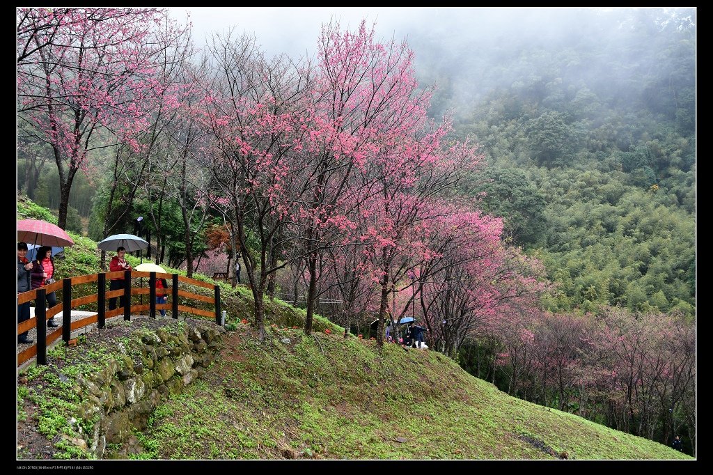 翠墨莊園櫻花4.jpg