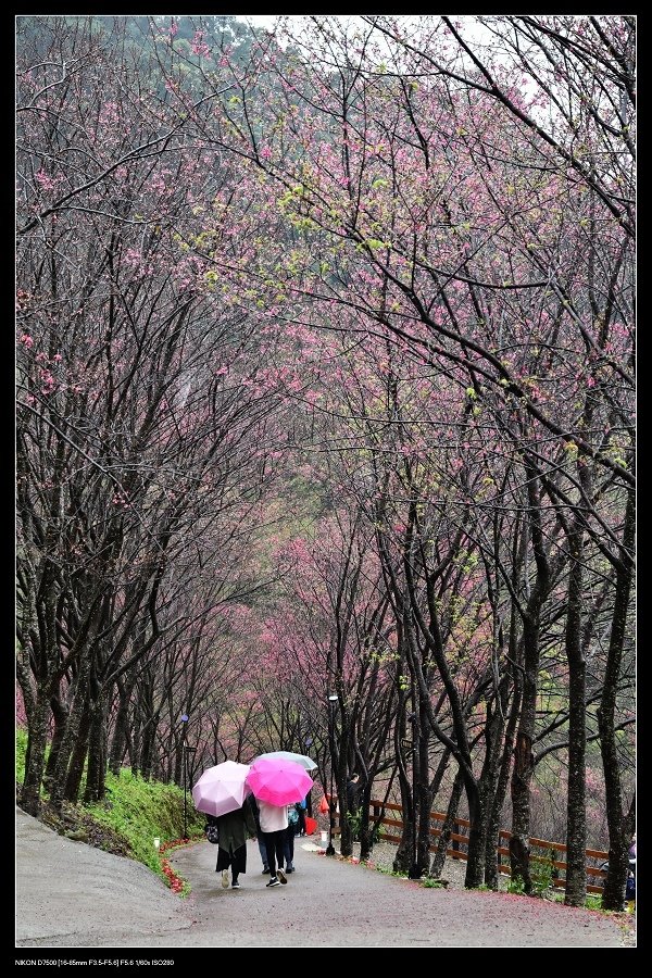 翠墨莊園櫻花道2.jpg