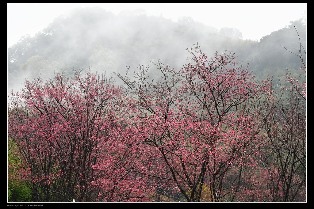 翠墨莊園櫻花16.jpg