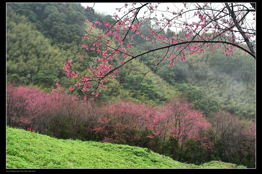 翠墨莊園櫻花11.jpg