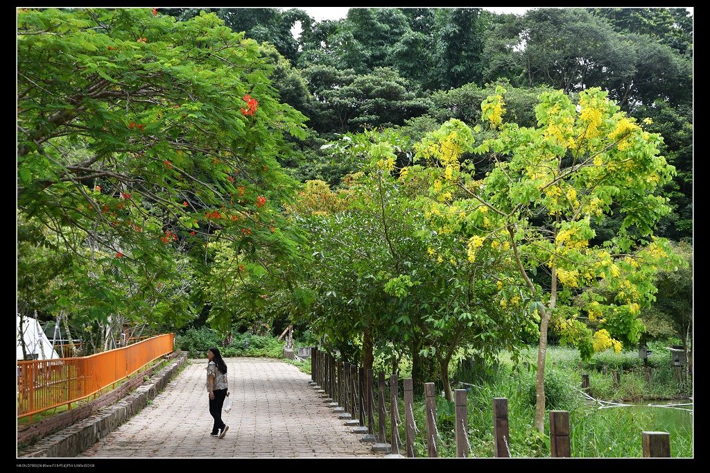 花隧道.jpg