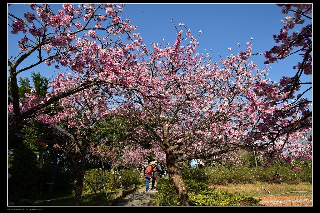 櫻花樹.jpg