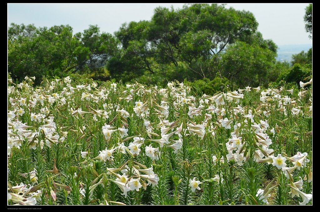 百合花.jpg