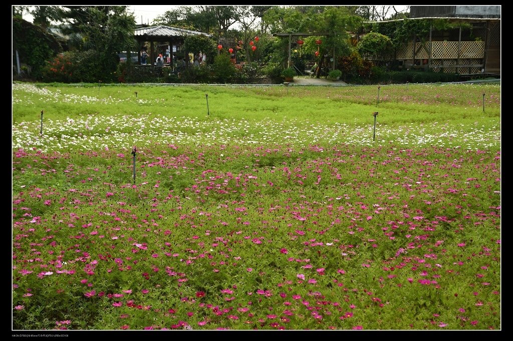 波斯菊花海.jpg