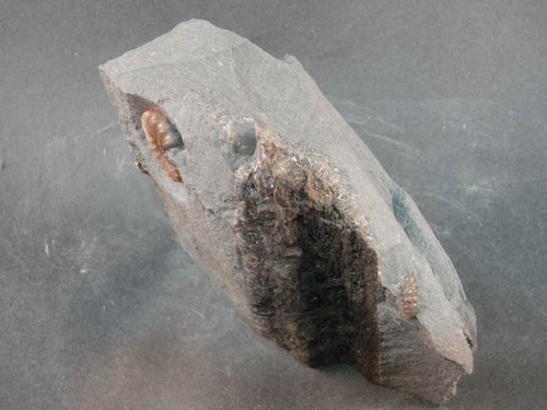 3cm 原微菊石 與 方解石化 木化石(售出)