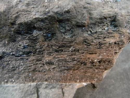 3cm 原微菊石 與 方解石化 木化石(售出)