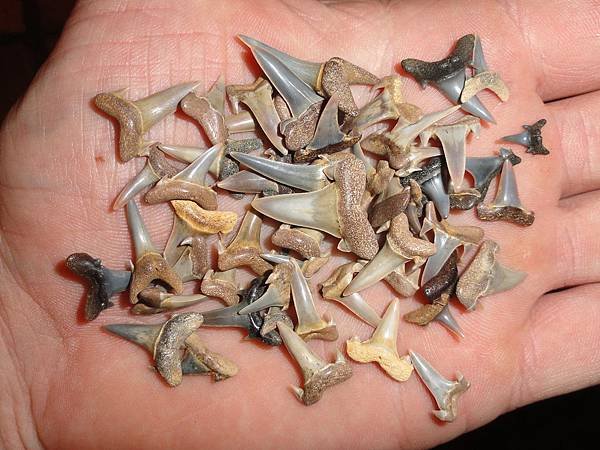 shark tooth