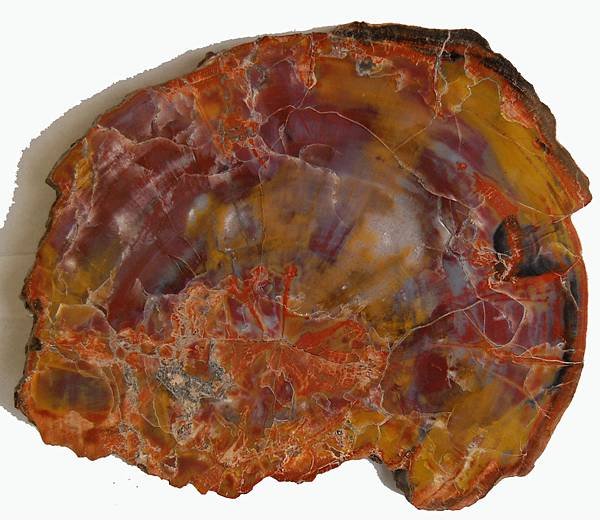 Arizona Petrified Wood1