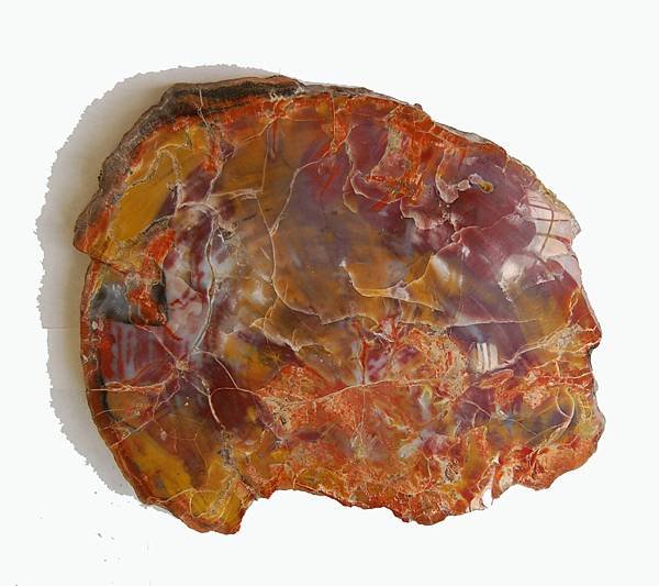 Arizona Petrified Wood2