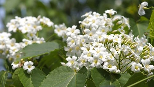 2015油桐花季