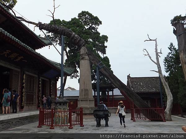 一枯一榮,太極陰陽