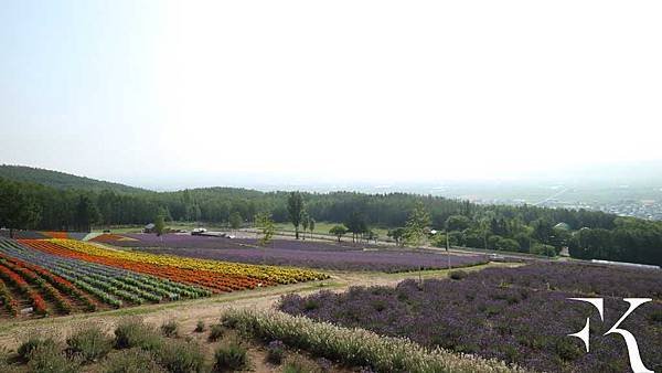 2016北海道富良野花田_小樽祭典_05.jpg