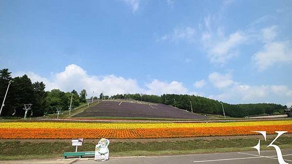 2016北海道富良野花田_小樽祭典_10.jpg