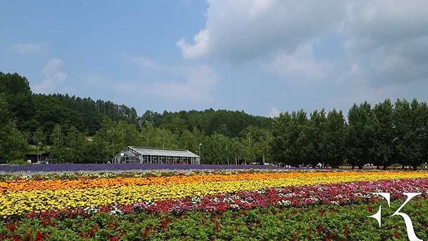 2016北海道富良野花田_小樽祭典_21.jpg