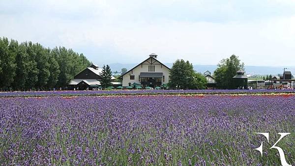 2016北海道富良野花田_小樽祭典_25.jpg