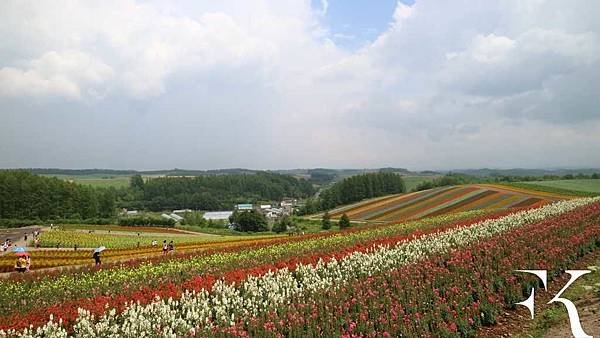 2016北海道富良野花田_小樽祭典_32.jpg