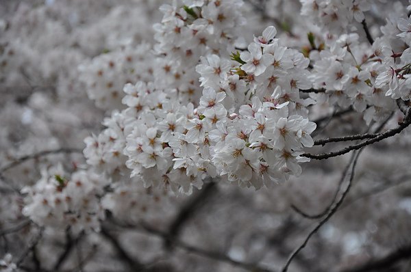 DSC_0080.JPG