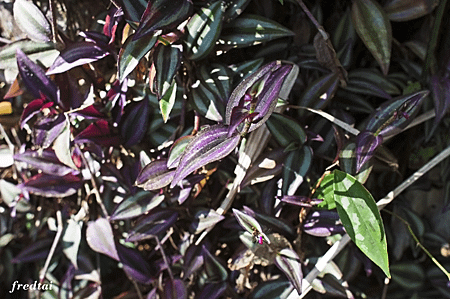 「DSC_9865」-1.png