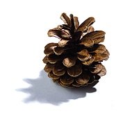 松果pinecone s