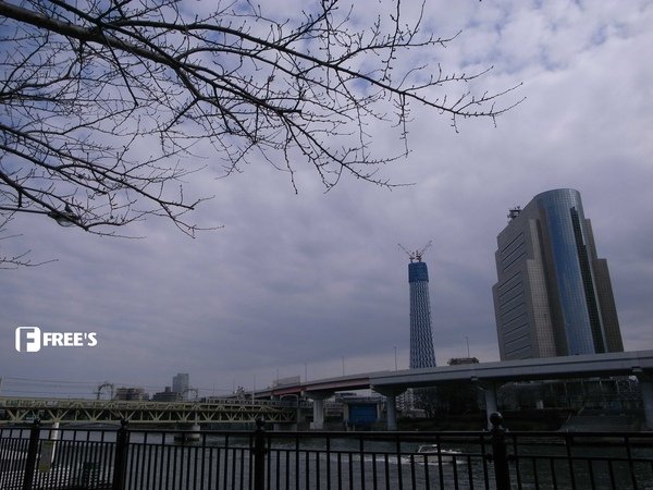 SKY TREES 2011-19.JPG