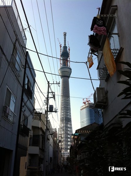 SKY TREES 2011-08.jpg