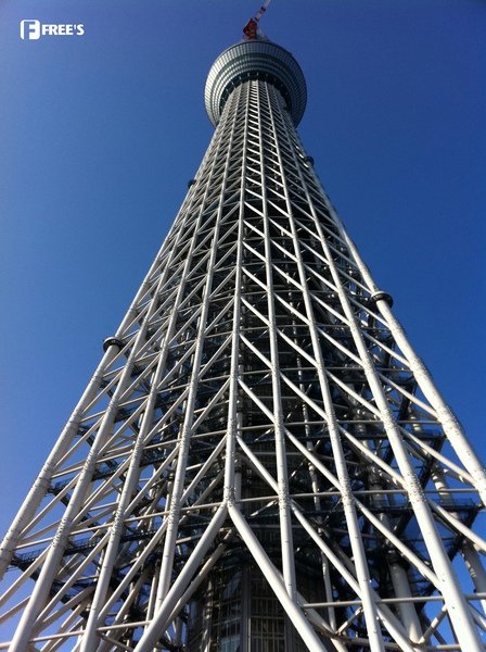 SKY TREES 2011-10.jpg