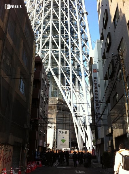 SKY TREES 2011-09.jpg