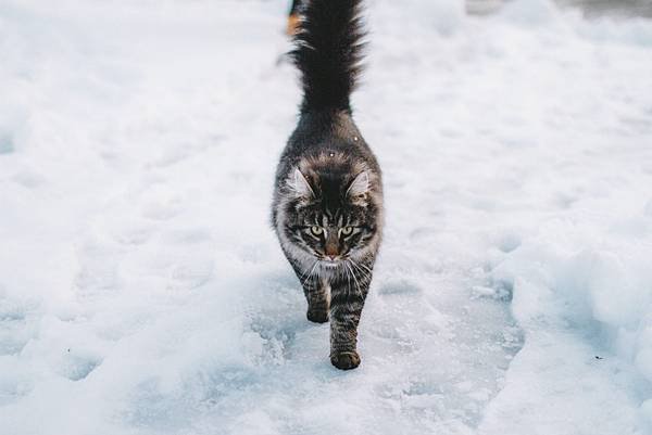 winter-cat-1.jpg