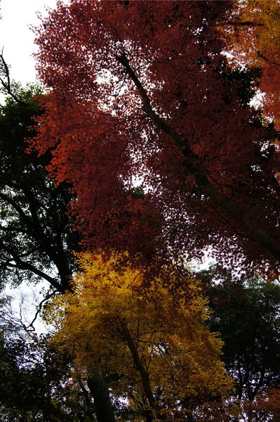 blog-katsura4.jpg