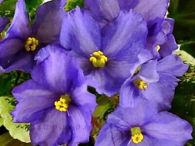 African-Violet-Chimera-VaT-Olechka.jpg