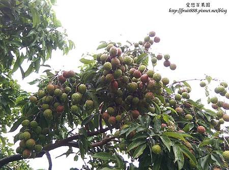 雞心荔枝