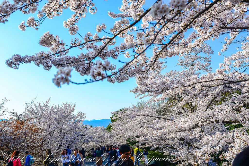 46.2018.03.30-京都-追櫻.jpg