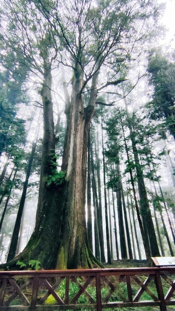 波麗士日記206-Taiwan PASS｜台鐵版【花蓮振興方