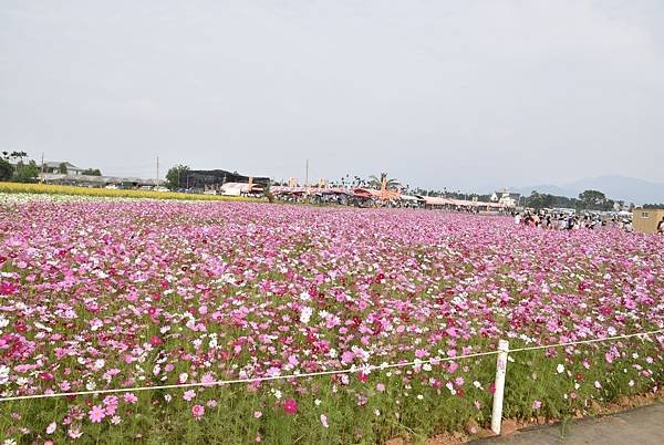 中部賞花