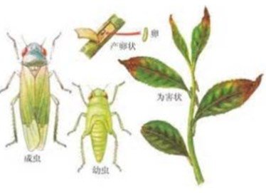 茶之由來2