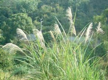 芒花季節3-五節芒
