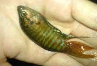 山溪多魚3