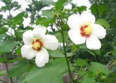 山芙蓉