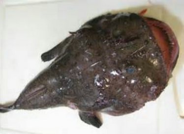 安康魚1