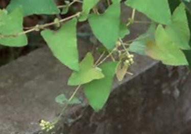 沙埔3-三角鹽酸葉